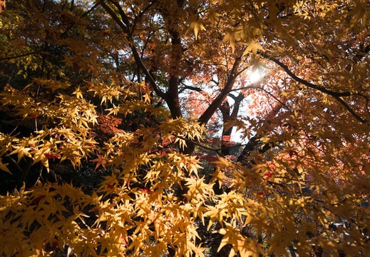 201312011343-DSC09845N.jpg