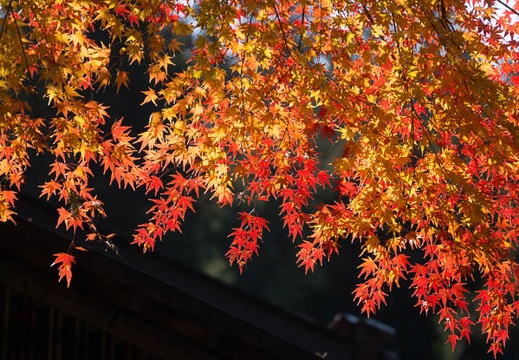 201312021126-DSC05650.jpg