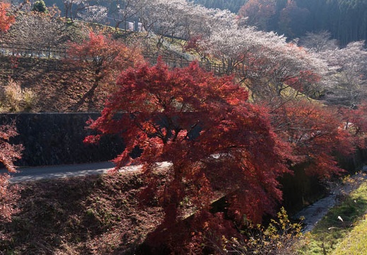 201312021151-DSC00064N.jpg