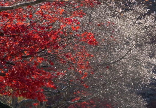 201312021250-DSC05727.jpg