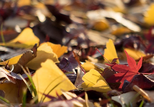 201312041522-DSC06358R.jpg