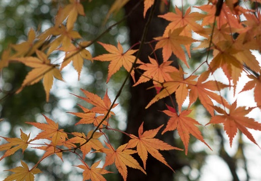 201312061043-DSC06894R.jpg
