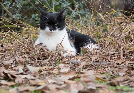 201312061250-DSC07120R.jpg