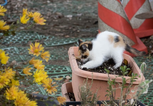 201312061251-DSC07127R.jpg