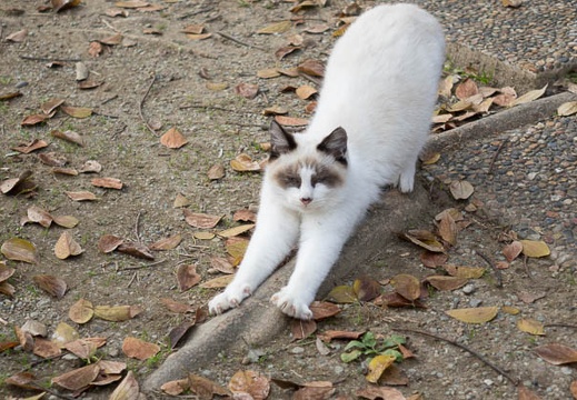 201312061259-DSC07153R.jpg