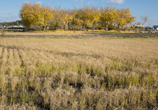 201312081005-DSC07371R.jpg