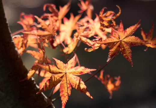 201312081144-DSC07490R.jpg