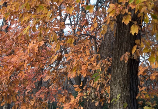 201312241500-DSC09136R.jpg