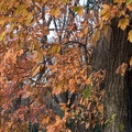 201312241500-DSC09136R.jpg