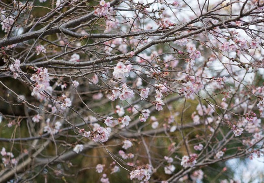 201312241517-DSC09160R.jpg