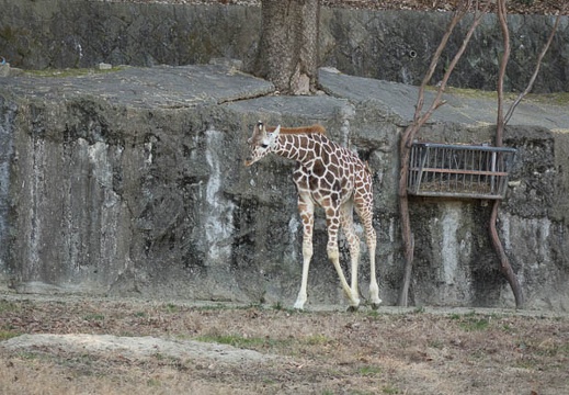 201401051404-DSC00073R.jpg