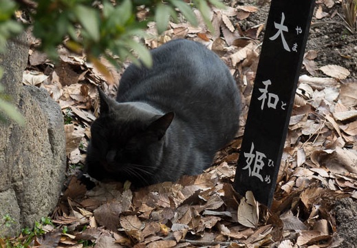 201401171210-DSC00238.jpg