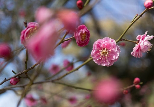 201402221112-DSC08427N.jpg