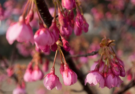 201402250846-DSC08690N.jpg