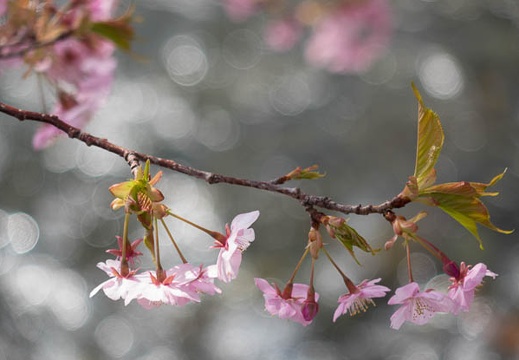 201402251106-DSC00046R.jpg