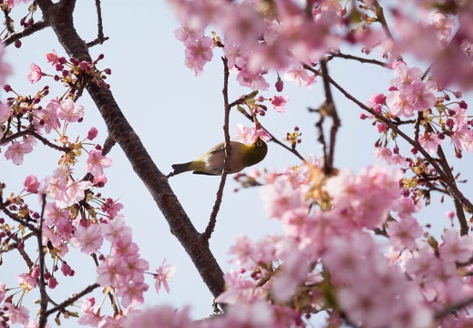 201402251123-DSC00082R.jpg