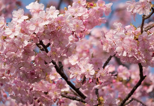 201402251435-DSC00260R.jpg