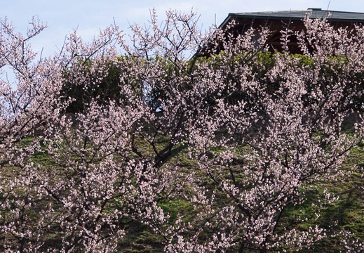 201403031004-DSC07073.jpg