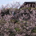 201403031004-DSC07073.jpg
