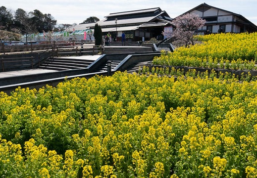 201403031010-DSC08891N.jpg