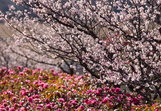 201403031013-DSC07085.jpg