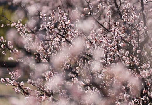 201403031015-DSC07089.jpg