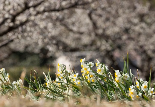 201403031024-DSC07105.jpg