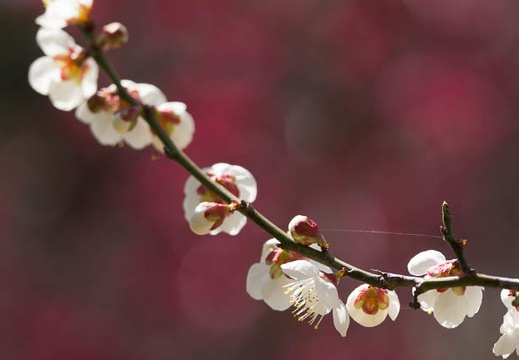 201403031120-DSC07149.jpg