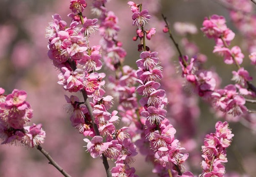 201403031215-DSC07188.jpg