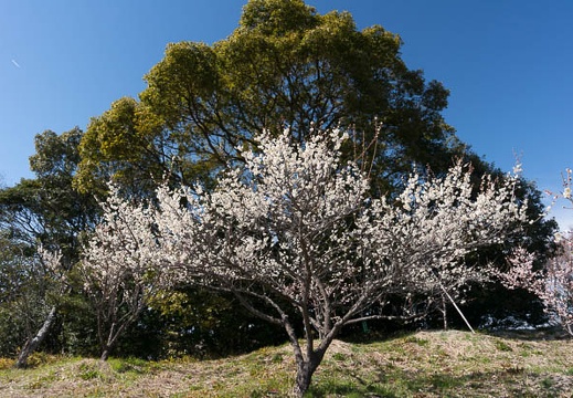 201403031249-DSC09034N.jpg