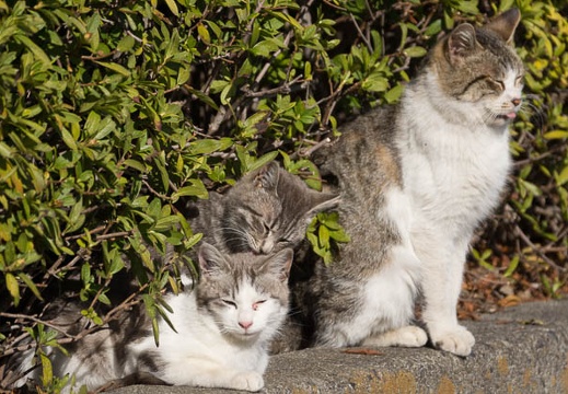 201403031442-DSC07234.jpg