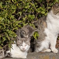 201403031442-DSC07234.jpg