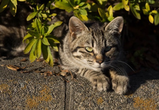 201403031613-DSC07313.jpg