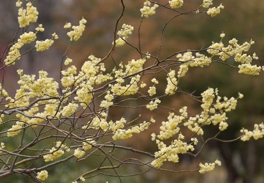 201403041135-DSC07334.jpg