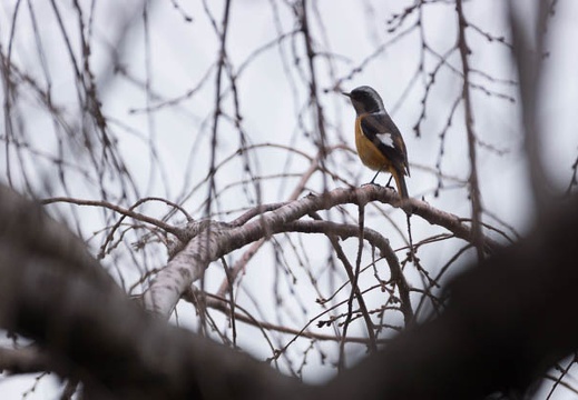 201403041145-DSC07353.jpg