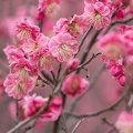 201403041334-DSC07458.jpg