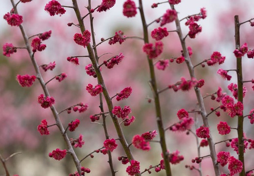 201403041340-DSC07466.jpg