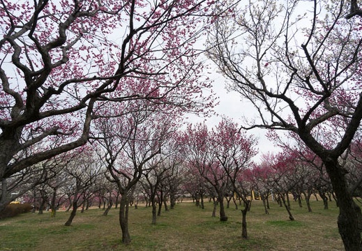 201403041353-DSC09215N.jpg