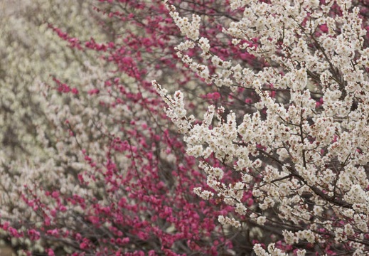201403041359-DSC07503.jpg