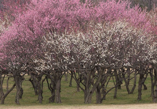 201403041404-DSC07517.jpg