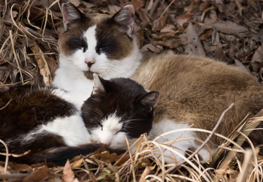 201403041423-DSC07560.jpg