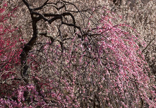 201403060854-DSC07687.jpg