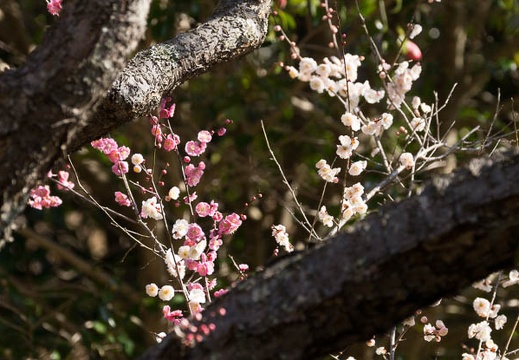 201403060921-DSC07708.jpg
