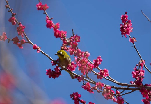 201403060930-DSC07720.jpg