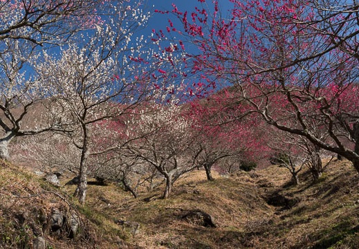 201403060940-DSC09333N.jpg