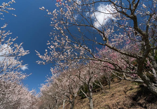 201403061001-DSC09366N.jpg