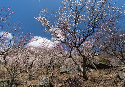 201403061012-DSC09387N.jpg