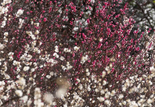 201403061022-DSC07756.jpg