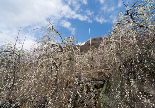 201403061119-DSC09433N.jpg