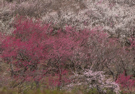 201403061140-DSC07866.jpg